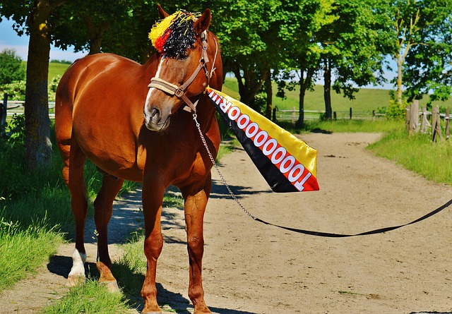 会马竞后 会马竞后